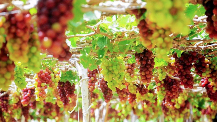 NGÀY 2: ĐỒI CỪU – VƯỜN NHO – TP HCM