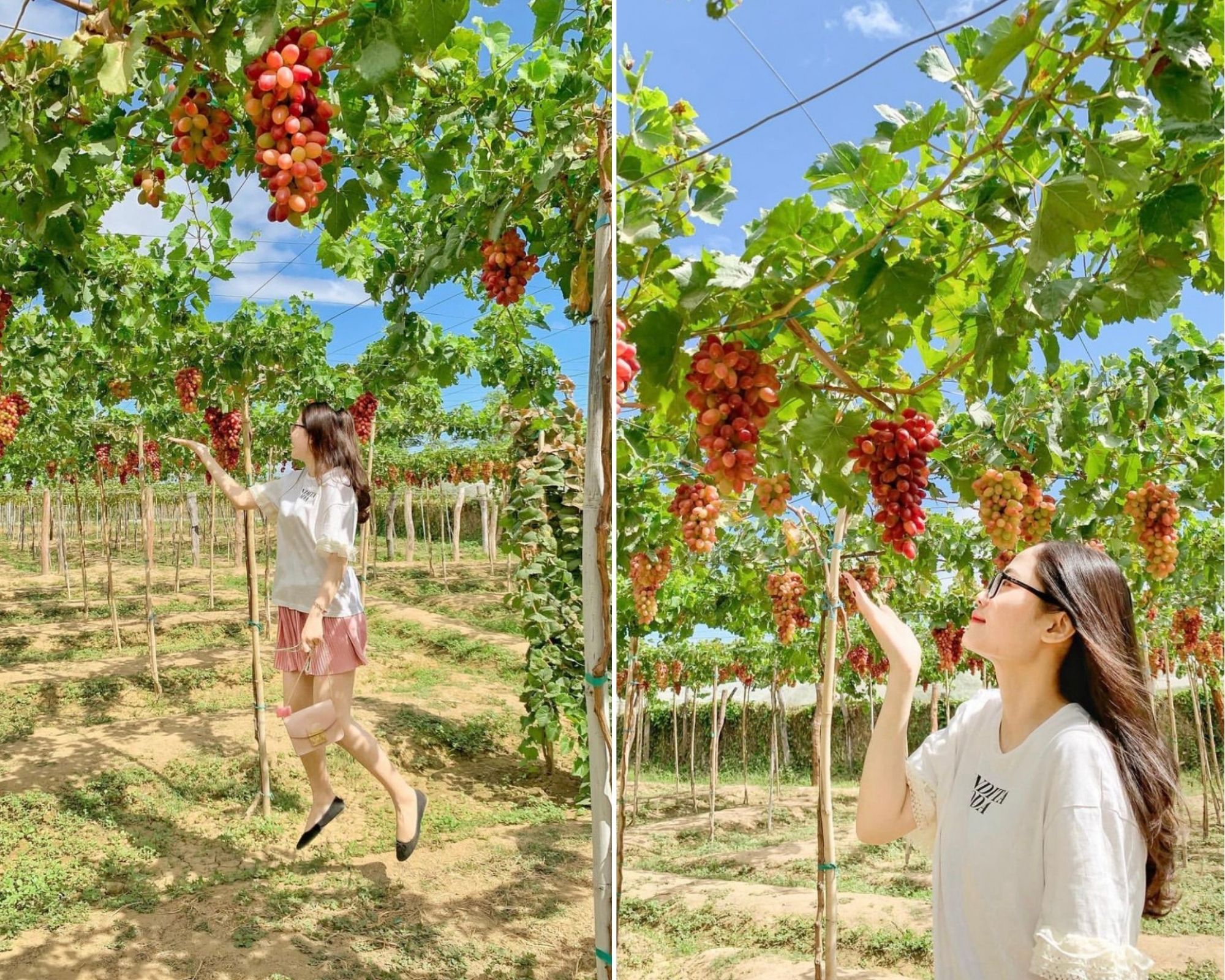 Ngày 03: Ninh Chữ – Vườn nho – Tp.HCM